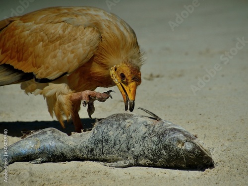 bird of prey