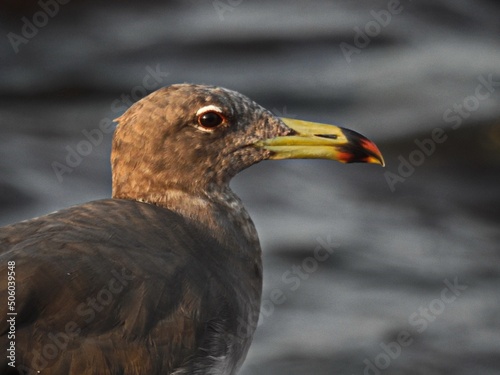 bird of prey