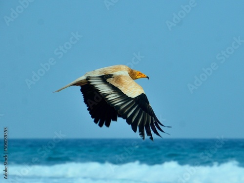 a bird in flight