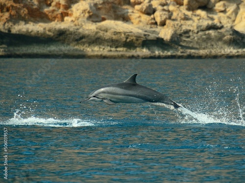 dolphin jumping out of water