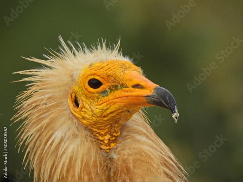 bird of prey