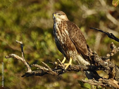 the falcon is sitting on a branch