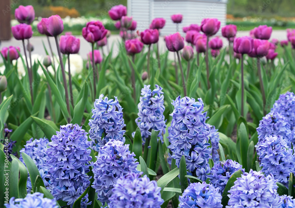Fototapeta premium Purple hyacinth (Hyacinthus orientalis) blooms in the spring garden.