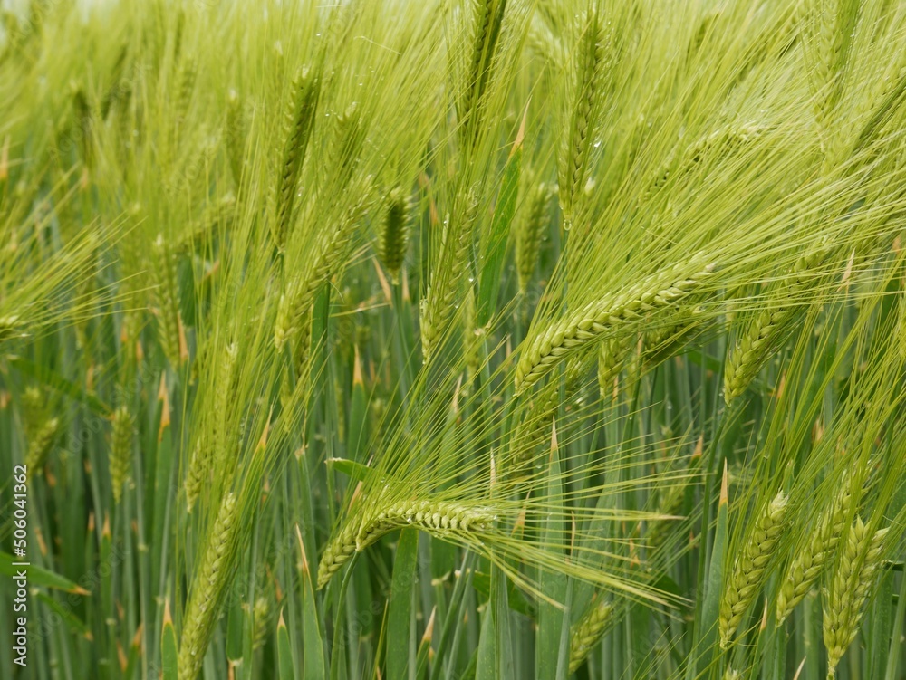 Détail d'un champ de plants céréaliers verts en croissance, secoués par le vent Détail d'un champ de plants céréaliers verts en croissance, secoués par le vent