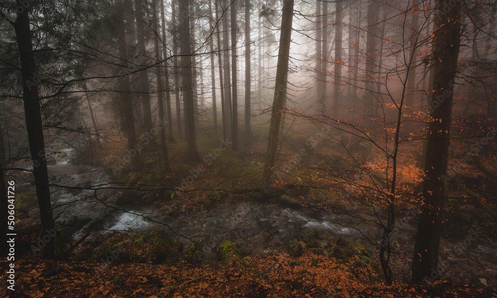 Fototapeta premium Foggy autumn day in the forest