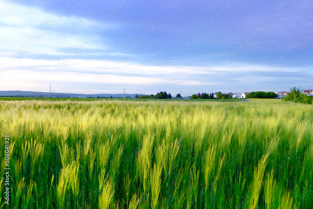 beautiful summer landscape, blue sky with clouds, green fields of ripening ears of rye, houses, trees in background, concept of rich harvest of bread, grain import, export abroad, growing crops