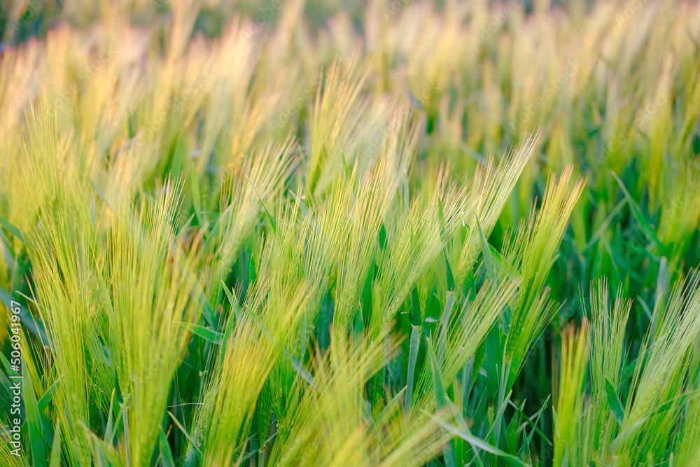 close-up of ears of rye in the sunset rays sway in wind, beautiful summer landscape, blurred background, concept of rich harvest of bread, grain import, export abroad, growing crops