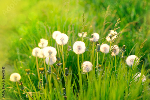 white fluffy dandelion  Taraxacum in the grass  green fields  rapeseed plants in out of focus  spring  summer season  baldness and alopecia  nature protection
