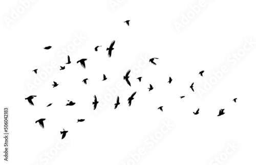 Fényképezés A flock of flying birds. Free birds. Vector illustration