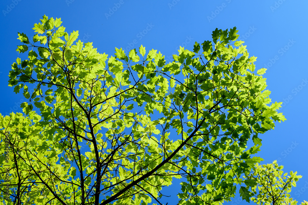 Delicate small vivid green leaves of oak tree in a sunny spring garden, beautiful outdoor monochrome background photographed with selective focus.. Delicate small vivid green leaves of oak tree in a sunny spring garden, beautiful outdoor monochrome background photographed with selective focus..