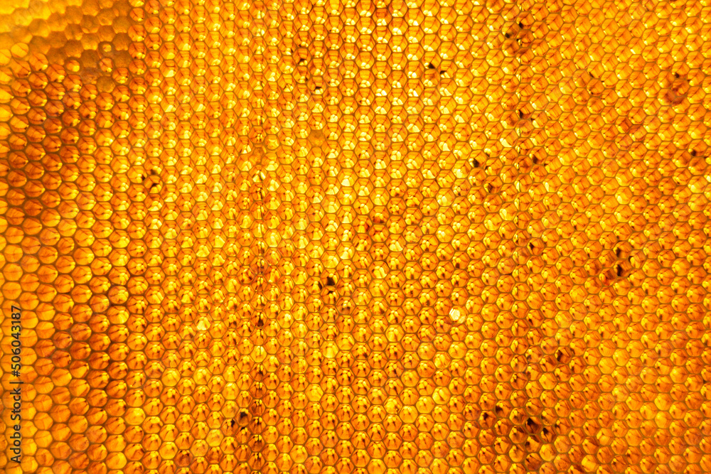 Honeycomb from bee hive filled with golden honey