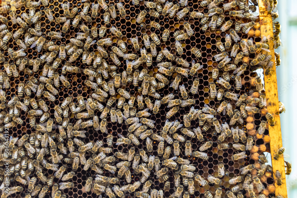 Honeycomb from bee hive filled with golden honey Honeycomb from bee hive filled with golden honey