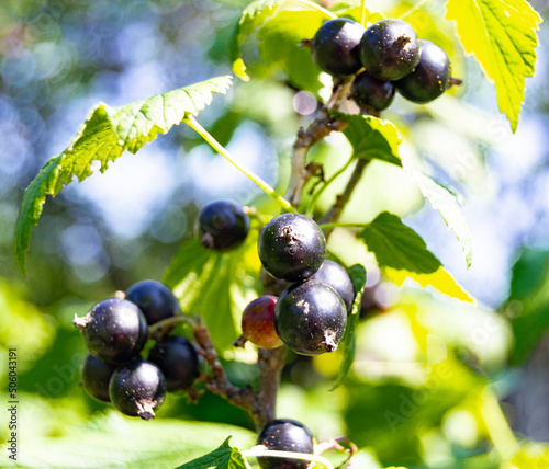 Photography on theme beautiful bush berry black currant