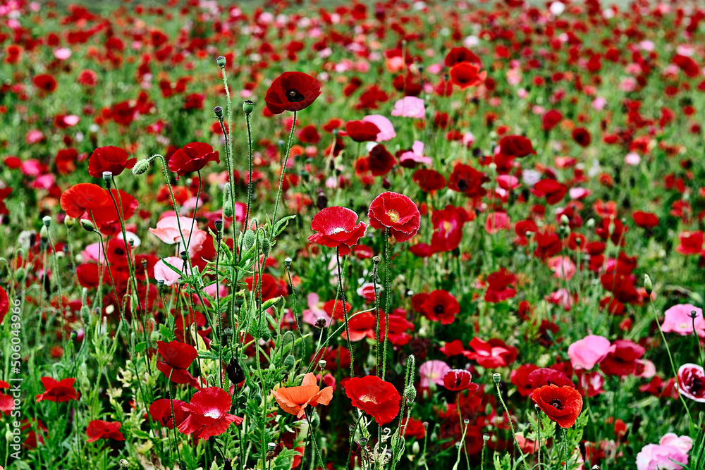 red flowers in field (Poppy)
