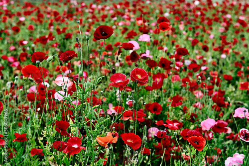 red flowers in field (Poppy)