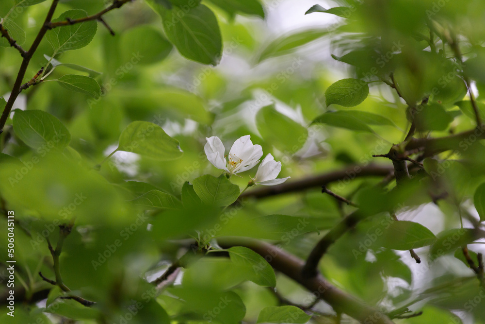delicate white flower on an apple tree