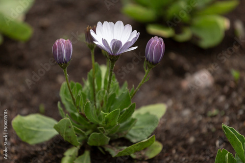 Osteospermum flower and white purple bud