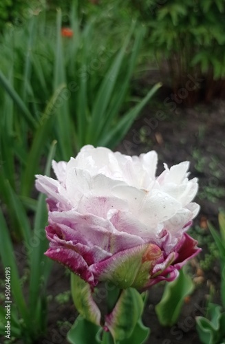 tulip peggy wonder. pink with a white middle.