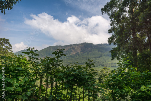 Forest views on the way from Munnar to Vattavada