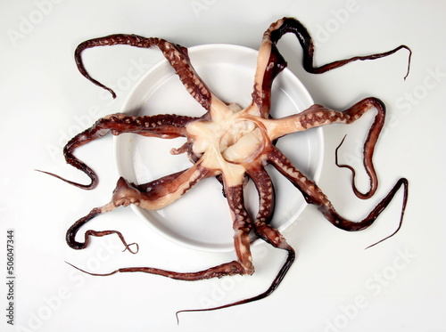 Raw Octopus on a white bowl and white background. Whole Octopus without head isolated on white background