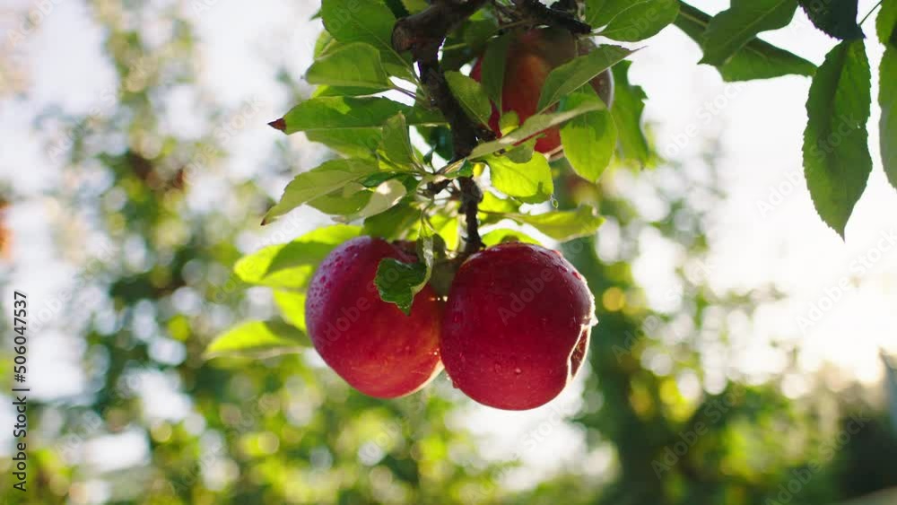 In front of the camera posing some ripe red organic apples from the modern farm concept of organic fruits and apple juice
