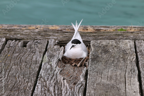 bird on the warf photo