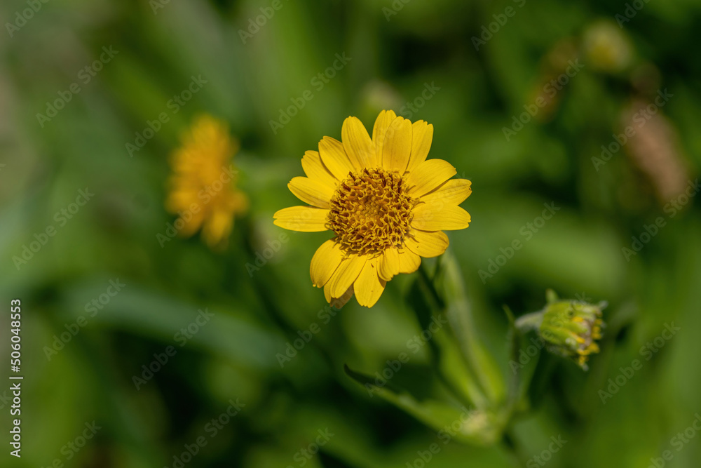 Close view of yellow Arnica(Arnica lanceolata) herb blossom Close view of yellow Arnica(Arnica lanceolata) herb blossom