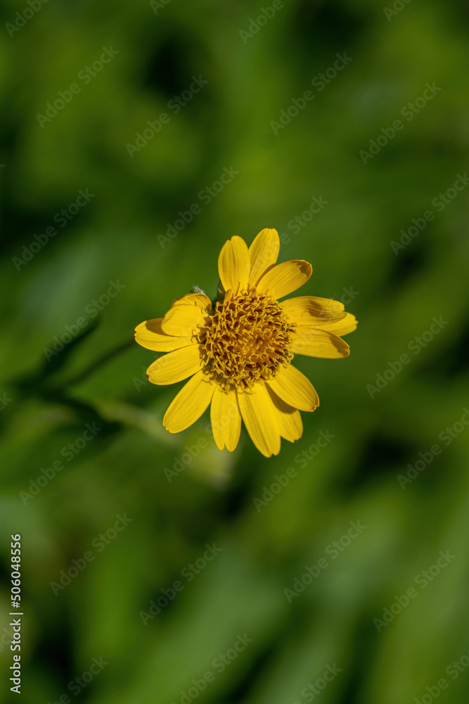 Close view of yellow Arnica(Arnica lanceolata) herb blossom Close view of yellow Arnica(Arnica lanceolata) herb blossom