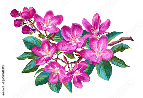 Fototapeta Naklejka Na Ścianę i Meble -  Vector branch with spring flowers. Realistic pink fruit tree branch. Detailed hand drawn clip art element isolated on white background for your design, postcards, advertising, social media posts.