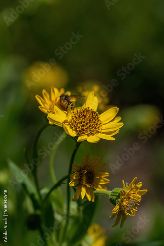 Close view of Bee on yellow Arnica Arnica lanceolata  herb blossom.Shallow depth of field