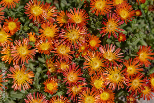 Close up on Aizoaceae, Delosperma nubigenum, Tetragonia expansa © popovj2