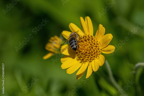 Close view of Bee on yellow Arnica(Arnica lanceolata) herb blossom.Shallow depth of field