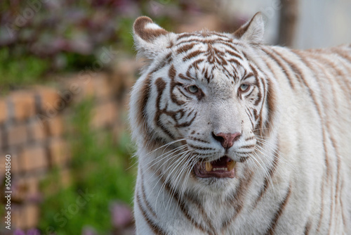 Fototapeta Naklejka Na Ścianę i Meble -  Siberian tiger (Panthera tigris) also known as the Amur Tiger