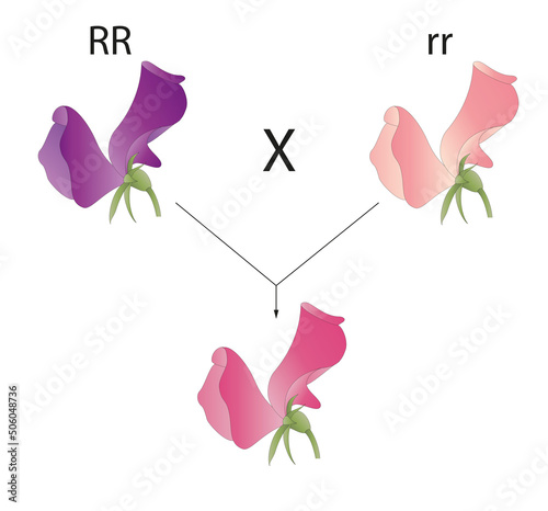 Incomplete dominance. Plant phenotype photo