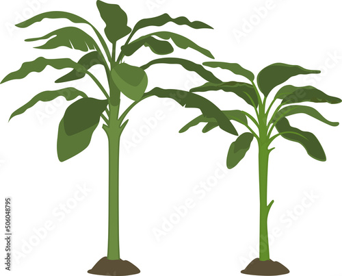 banana tree with big bright green leaves