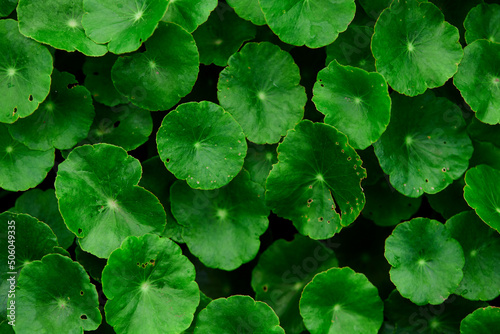 Close-up of Green water pennywort leaf