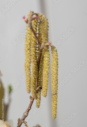 Catkins (buds) on a white birch tree in early spring