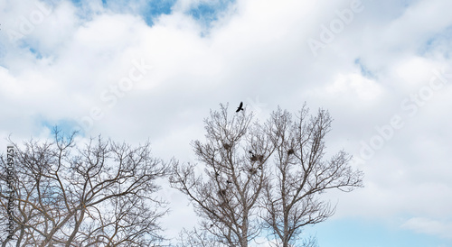 Spring landscape. Silhouettes of trees, nests, rook birds against background of cloudy sky.