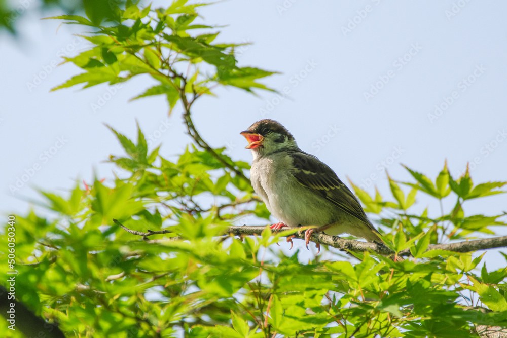 Fototapeta premium 大きく口を開ける