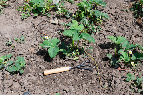 Garden tools with strawberry in a soil in spring