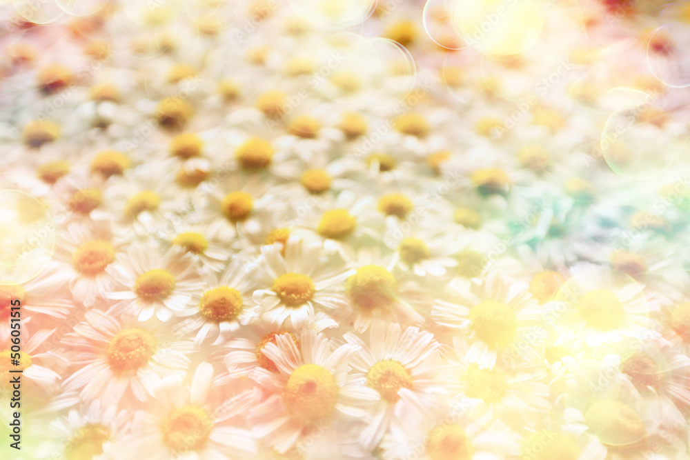 texture background flowers chamomile white top view summer daisy