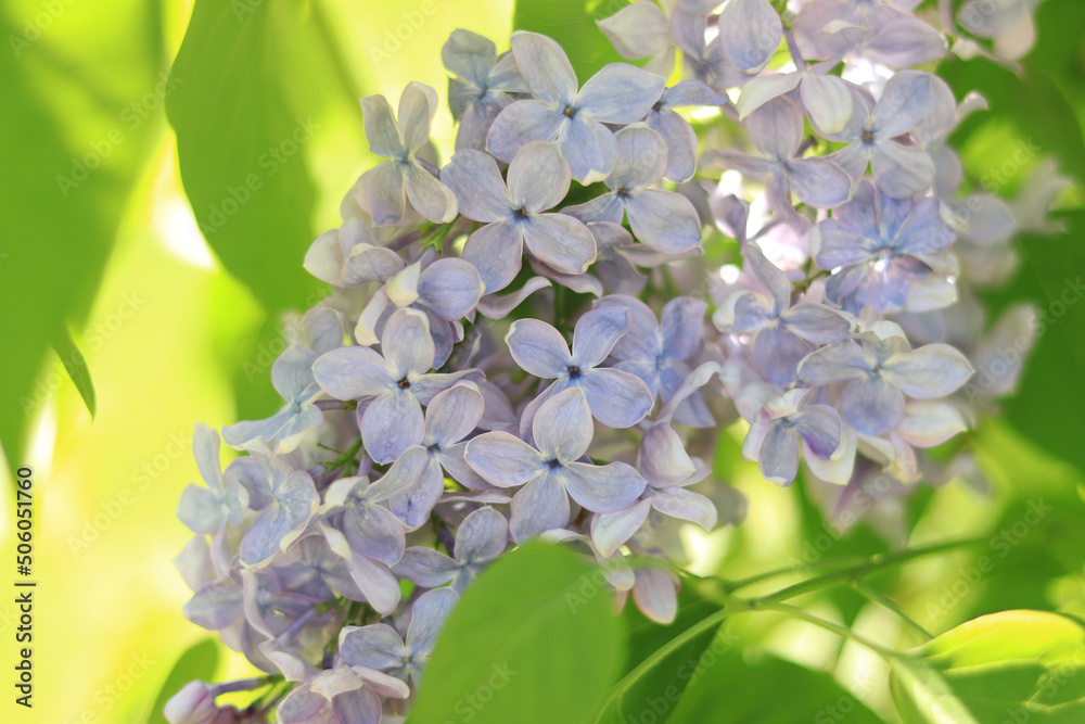 Blooming light blue lilac, selective focus. Photo for covers of calendars, notebooks, banners or magazines. Natural floral background. Blooming light blue lilac, selective focus. Photo for covers of calendars, notebooks, banners or magazines. Natural floral background.