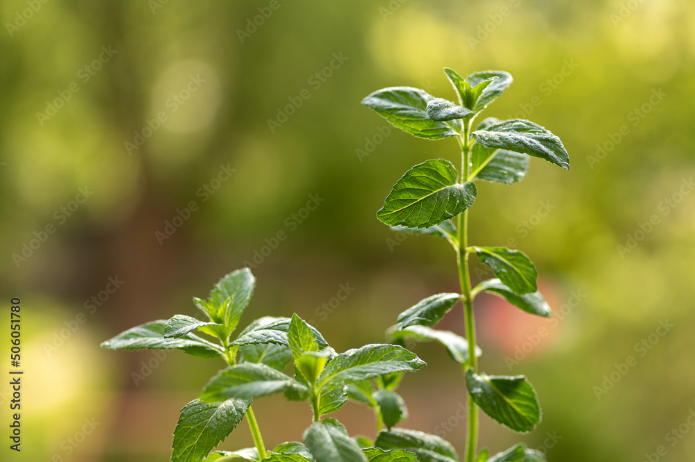 mint bush on a natural green background