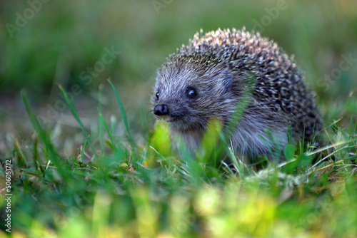 Hedgehog walks through the woods and green grass in a forest.