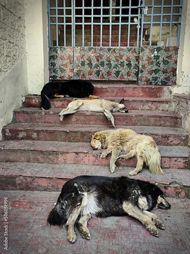 sleeping dog in bhagsu / india
