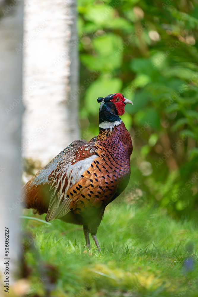 Close up of a common pheasant (phasianus colchicus) in the woods Close up of a common pheasant (phasianus colchicus) in the woods