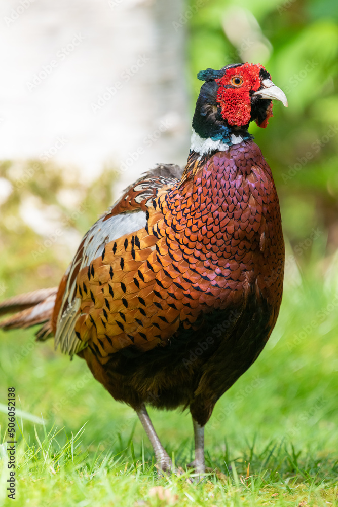 Fototapeta premium Close up of a common pheasant (phasianus colchicus) in the woods