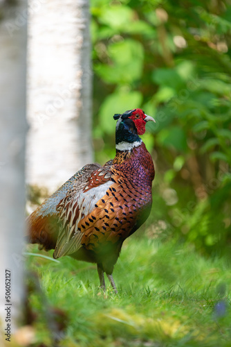 Close up of a common pheasant (phasianus colchicus) in the woods