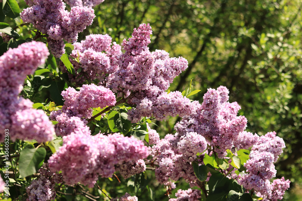 Spring flowering lilac in the park. Fully blooming shrub, pink beautiful flowers