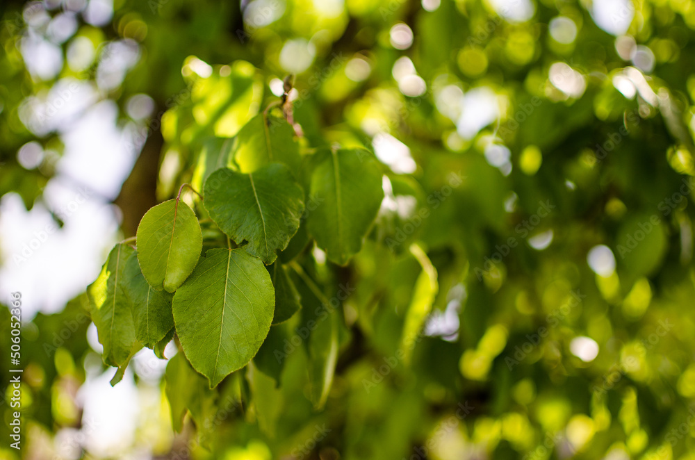 Abstraction growing green leaves on a light background outdoors Abstraction growing green leaves on a light background outdoors